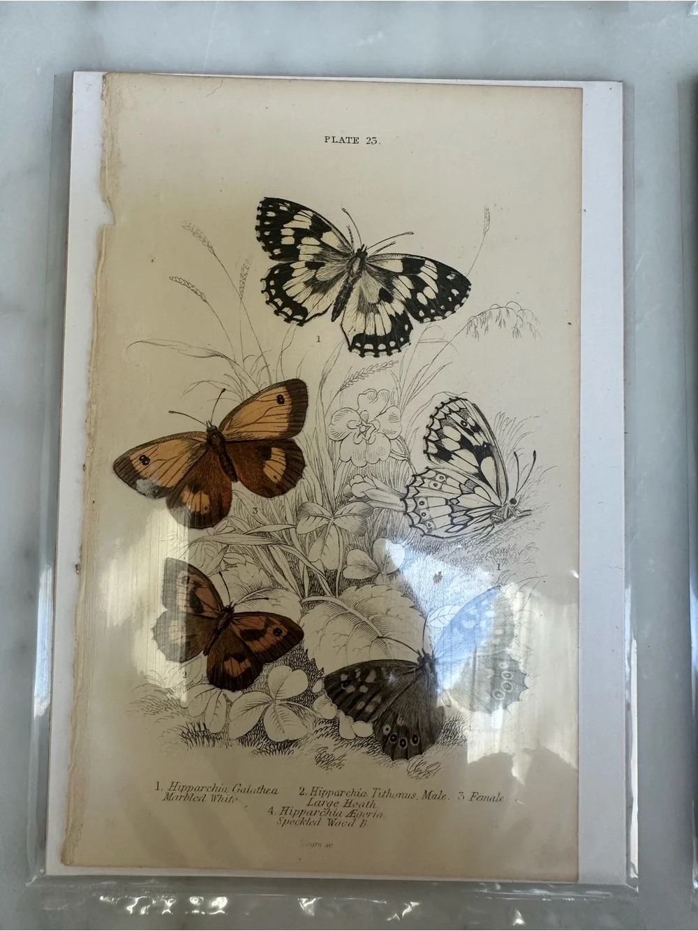 1800s Jardines Natural History Butterfly Chromolithograph Prints 4x6.5”